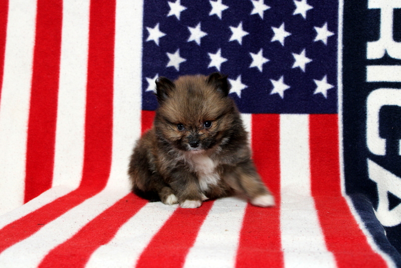 puppy, for, sale, Pomeranian, Matthew B. Stoltzfus, dog, breeder, Gap, PA, dog-breeder, puppy-for-sale, forsale, nearby, find, puppyfind, locator, puppylocator, aca